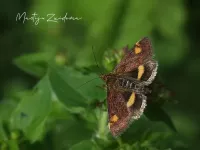 Muntvlinder [Pyrausta aurata]